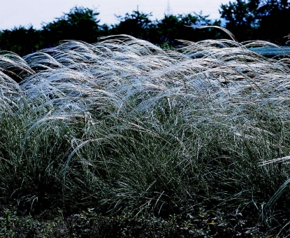 Picture of Grasses - Stipa Barbata Silver Feather